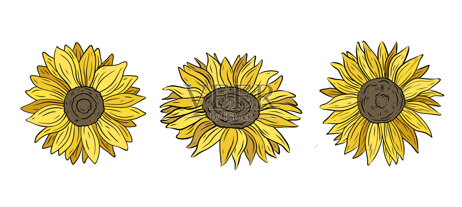 彩色向日葵的矢量图集。手绘图形，黄色向日葵花的线条画。夏季和秋季的设计与装饰。健康产品，种子和油。插画图片素材