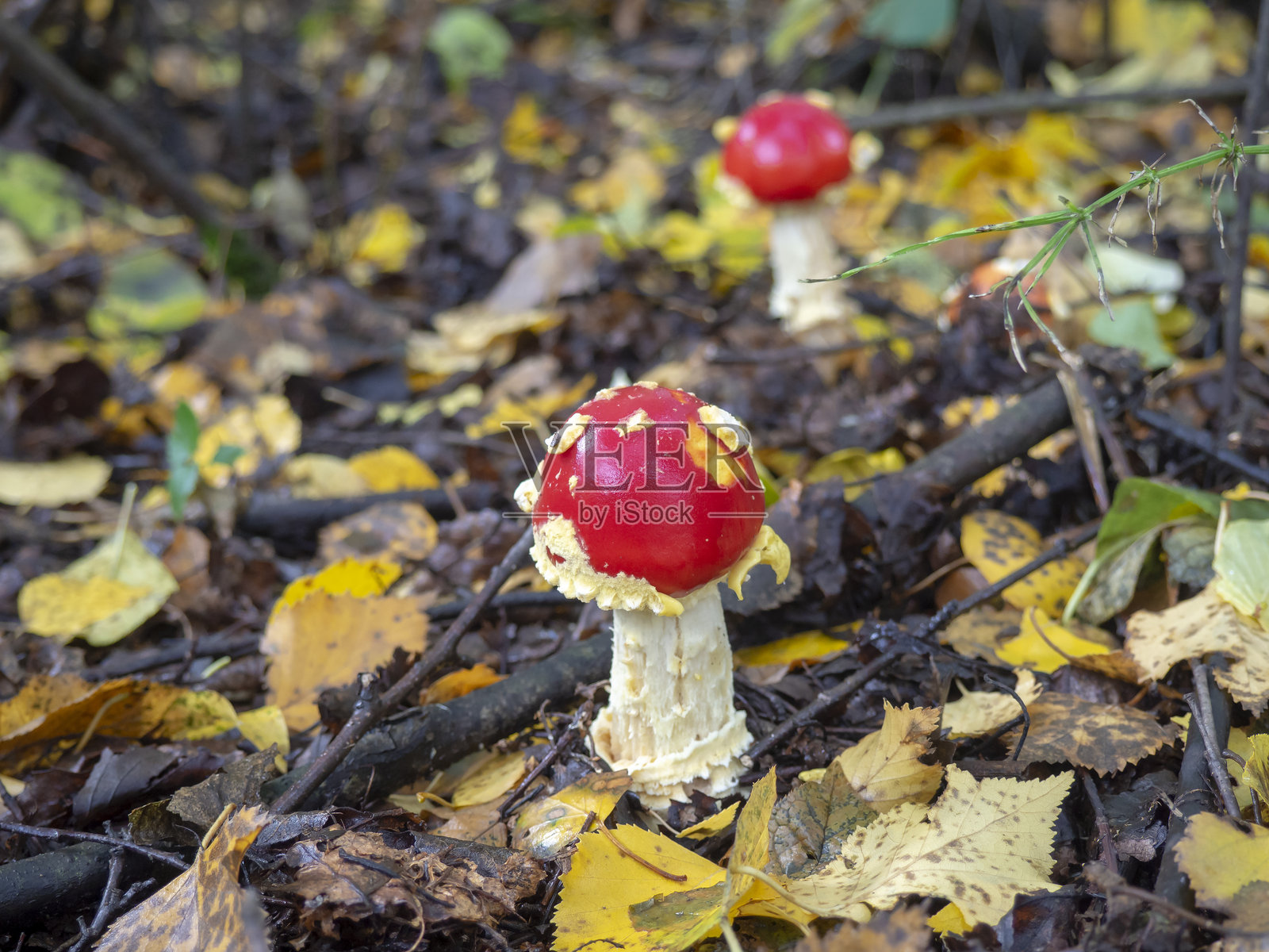 红色苍蝇伞。毒性不可食用的蘑菇。毒伞蘑菇的特写。苍蝇伞（Amanita muscaria）。照片摄影图片