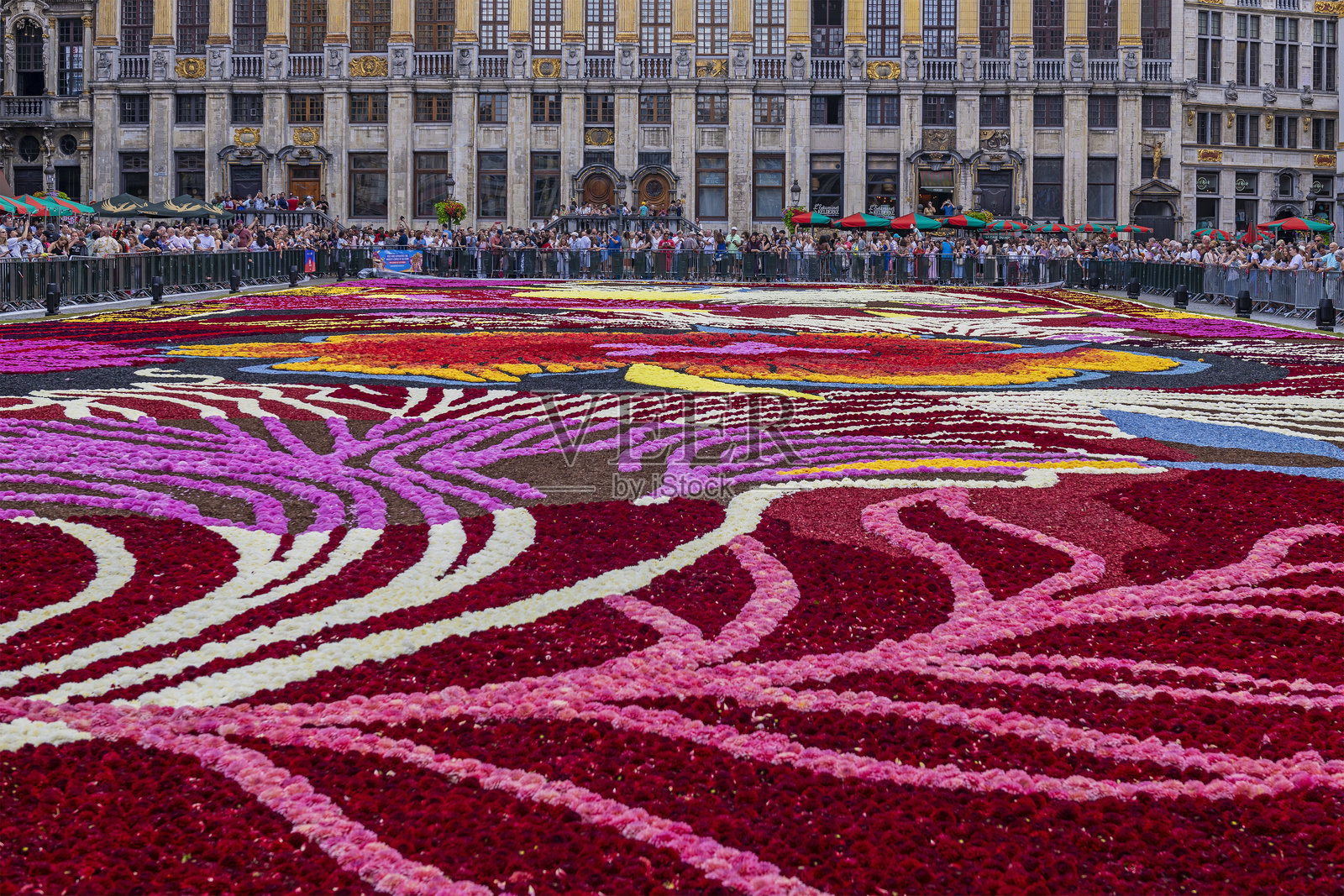 2024年布鲁塞尔鲜花地毯，比利时照片摄影图片