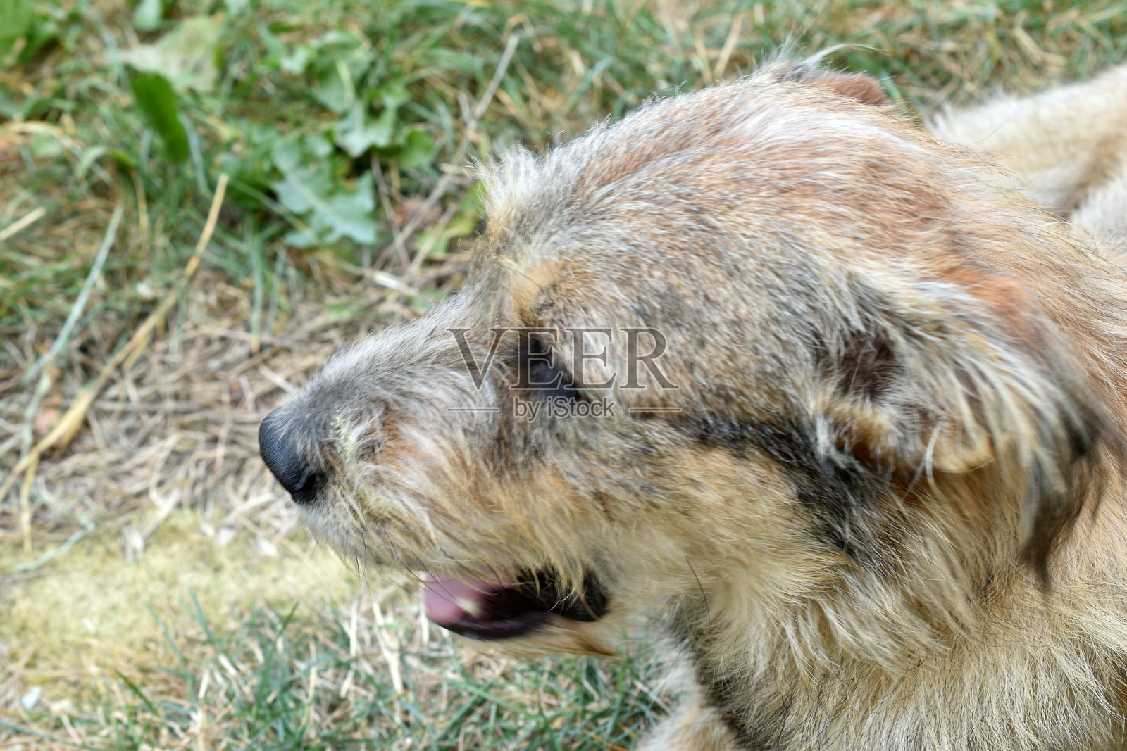 流浪的野狗照片摄影图片