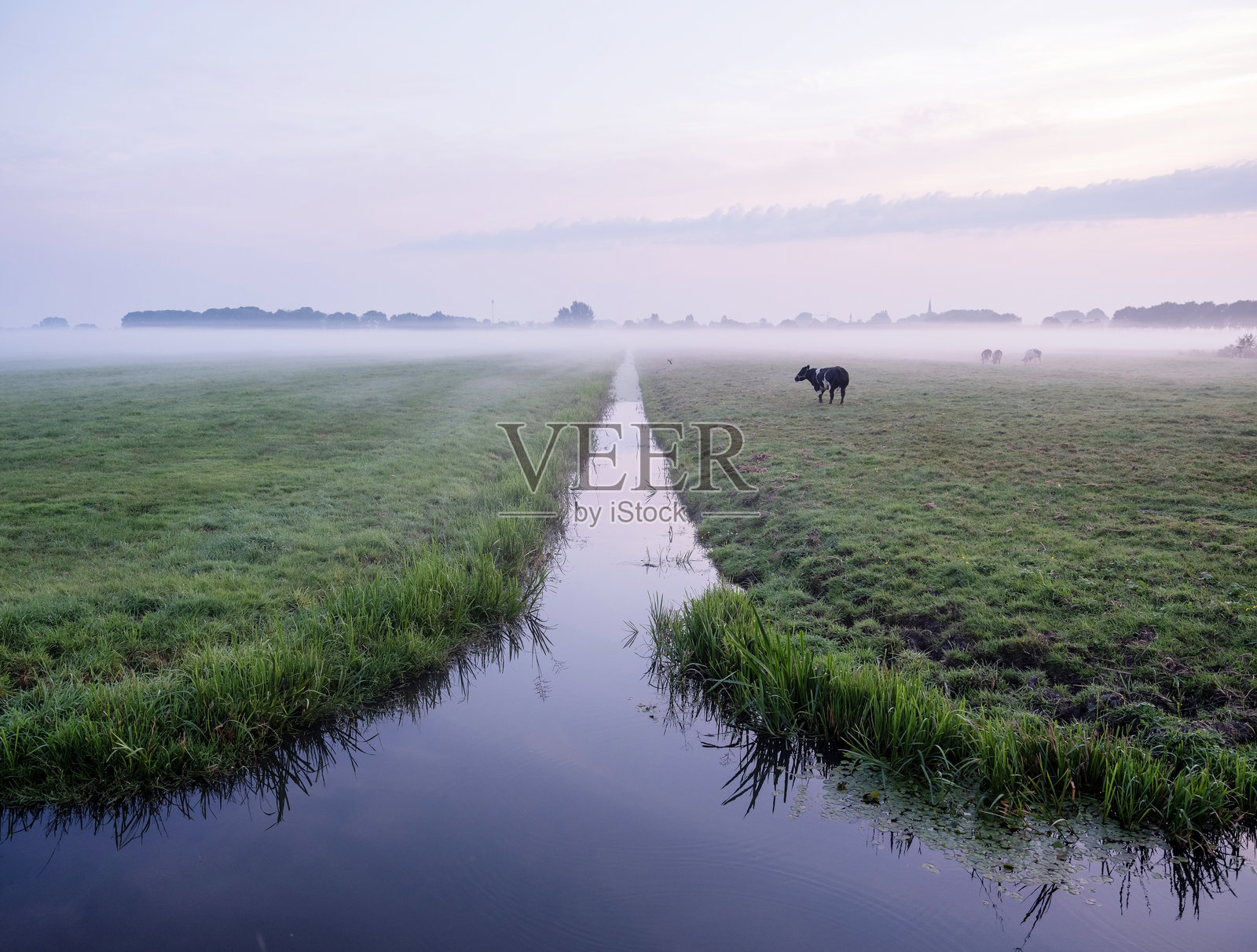 荷兰库伦博格附近的草地上，日出时分的牛群。照片摄影图片