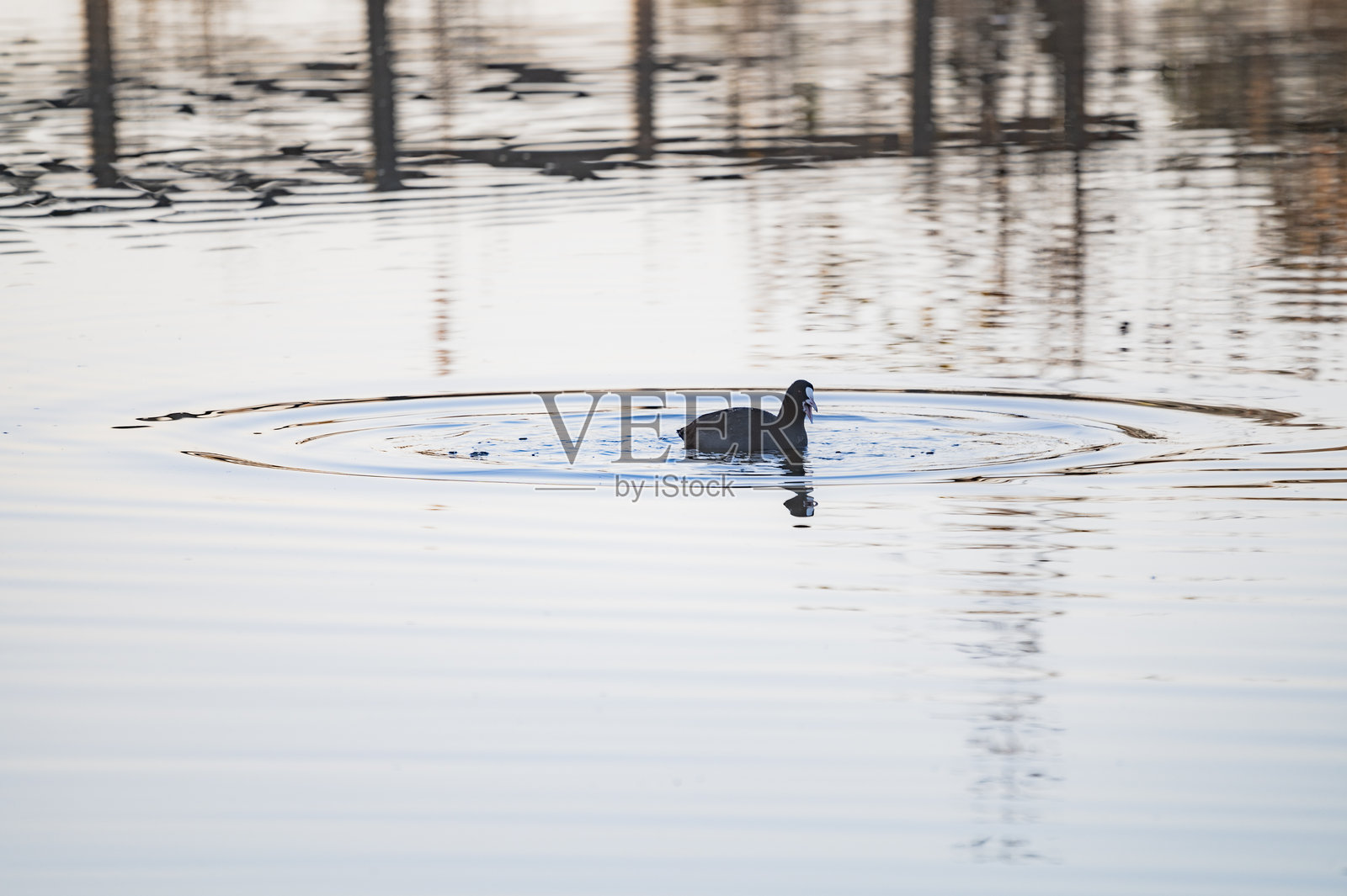 欧亚水鸡照片摄影图片