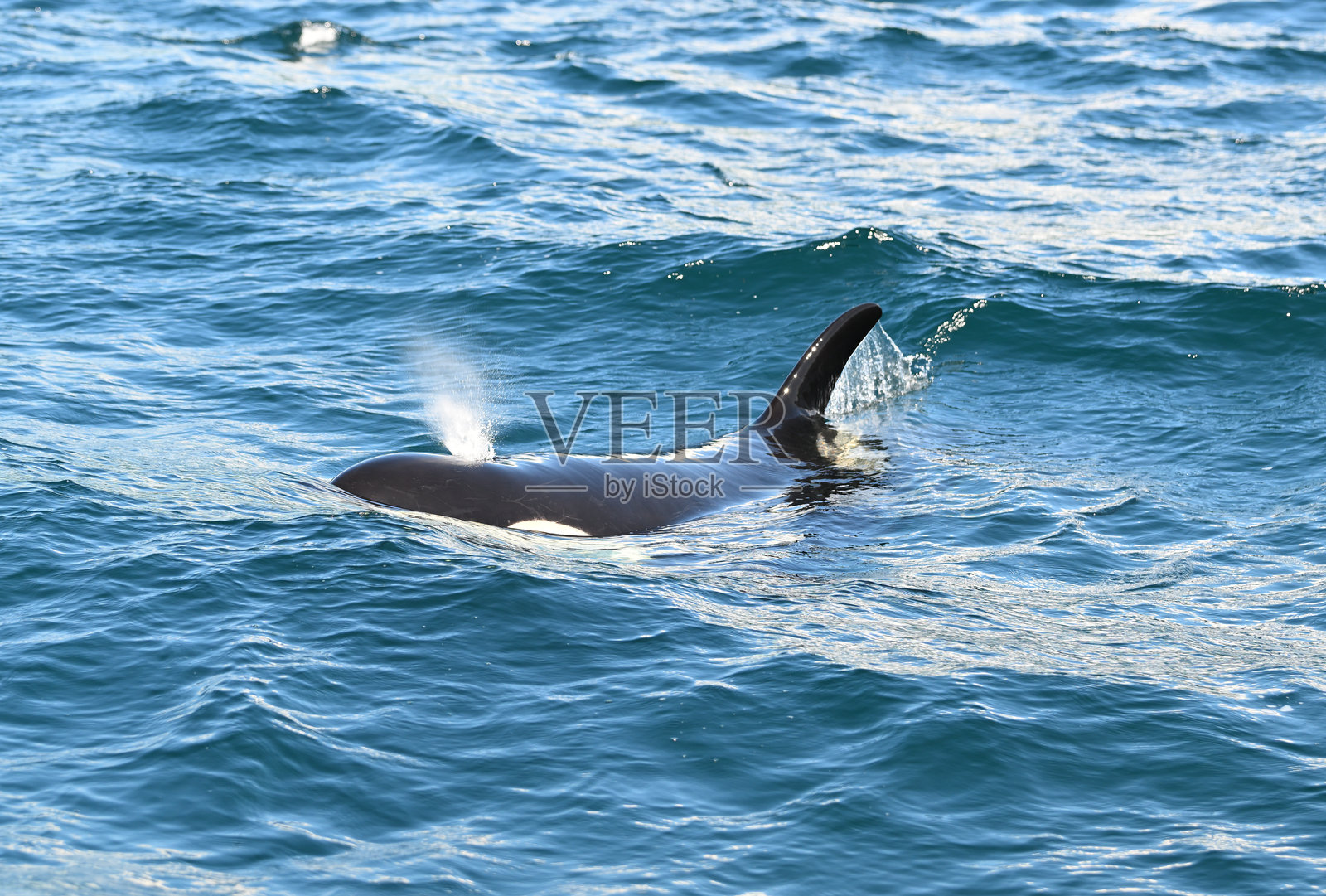 在北海道知床半岛海域游泳的虎鲸。照片摄影图片