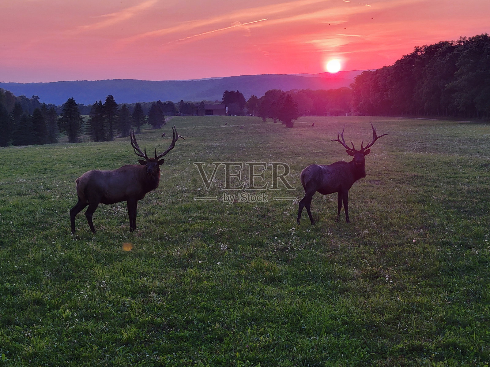 日落时分的麋鹿照片摄影图片