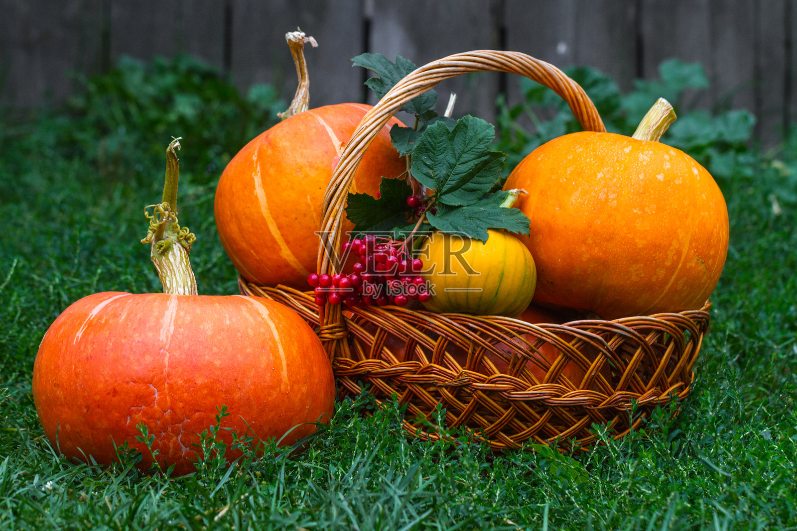 篮子里装着南瓜和一枝红色的西洋接骨木，放在绿色的草地上。秋季蔬菜，南瓜丰收。照片摄影图片