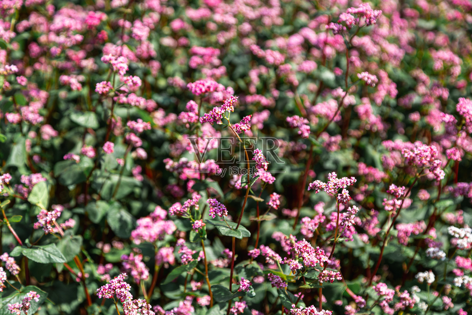红荞麦花在田野上。盛开的荞麦。夏日阳光下的荞麦田。照片摄影图片