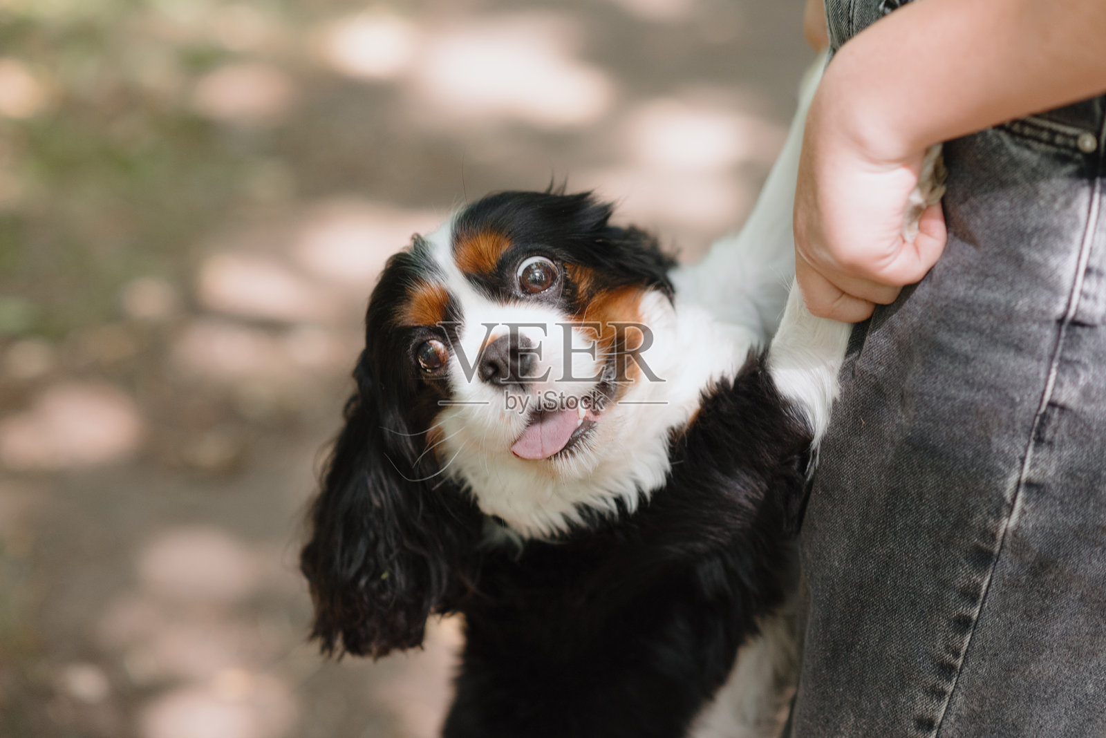 黑色猎犬坐在公园的小路上照片摄影图片