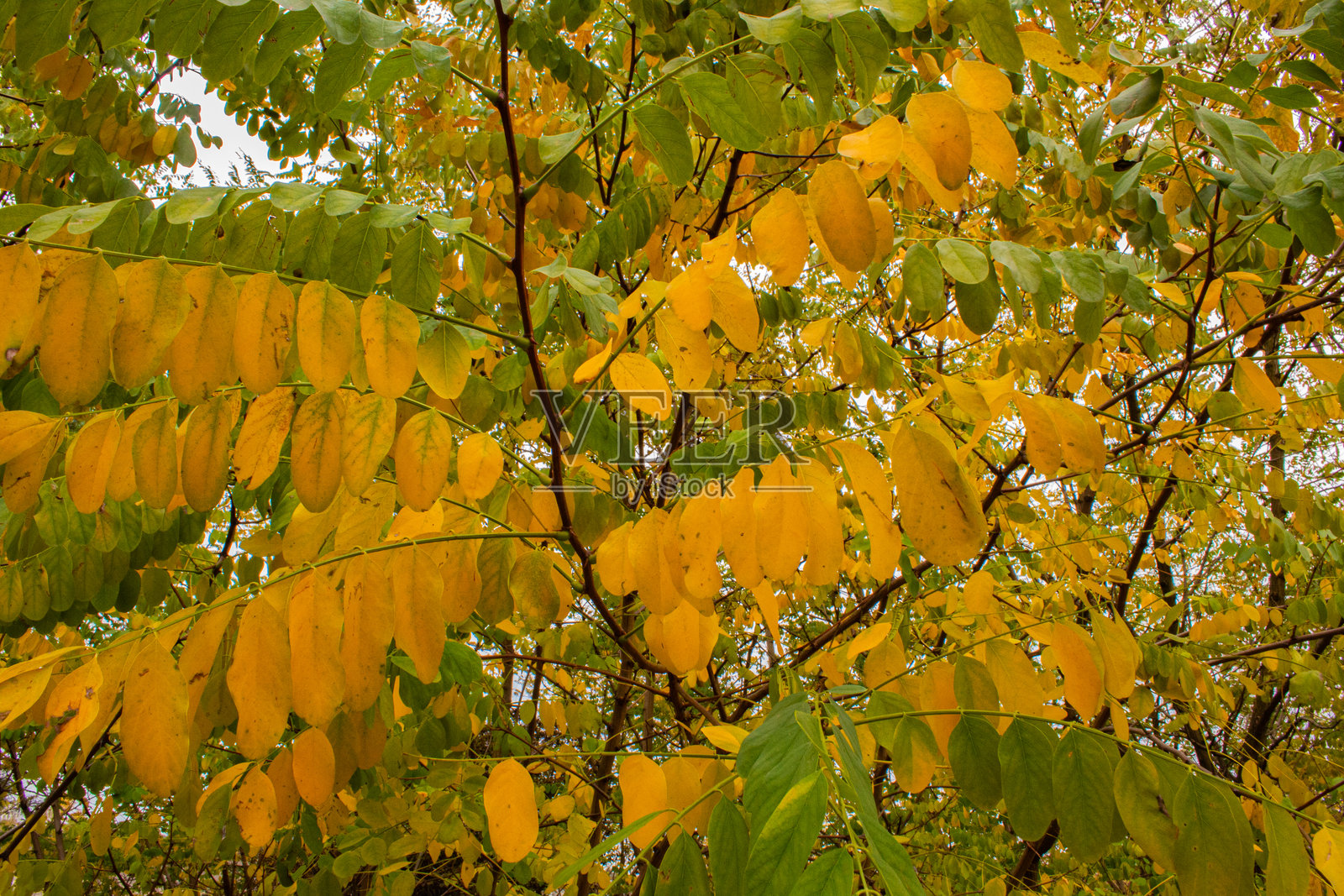 秋天树上的黄色树叶照片摄影图片