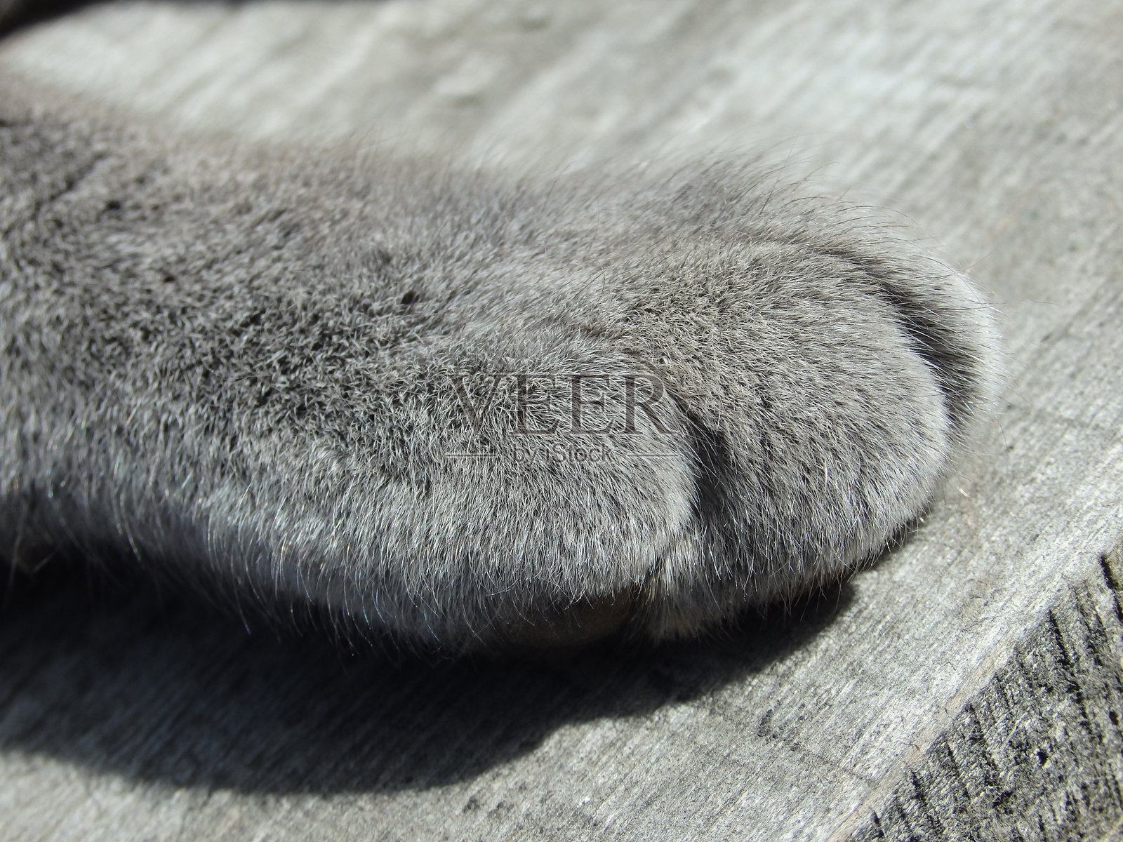 灰色英国猫的爪子特写，背景为木质纹理。照片摄影图片