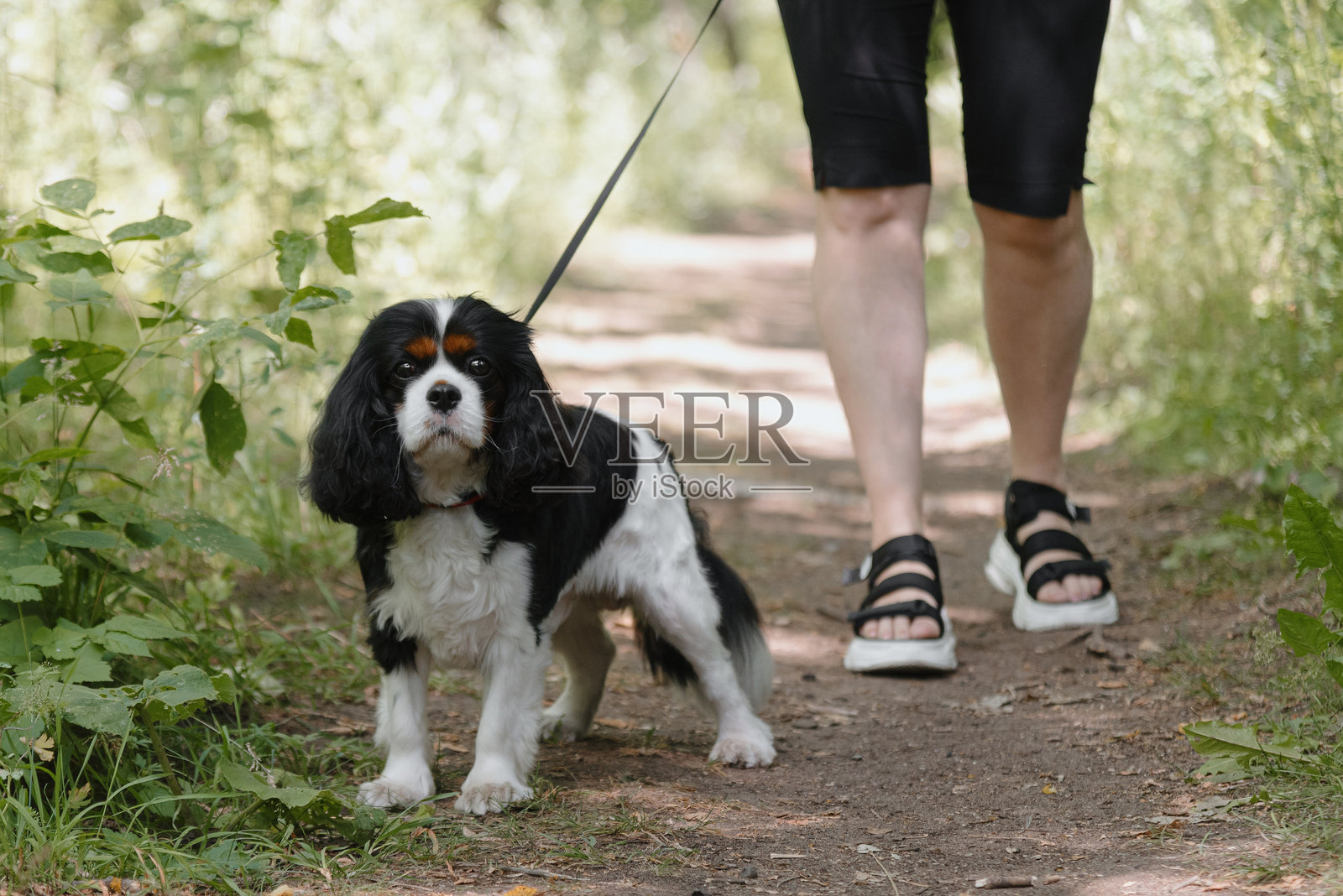 黑色猎犬坐在公园的小路上照片摄影图片
