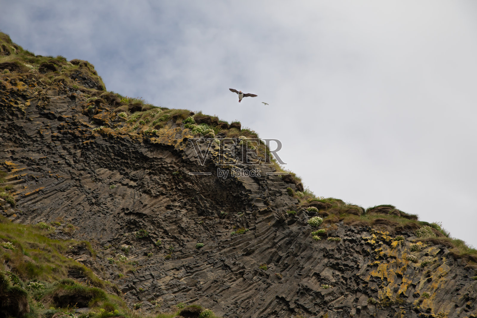 海崖上的海雀照片摄影图片