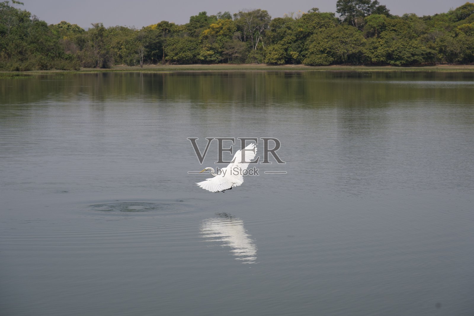 湖面上的鸟照片摄影图片