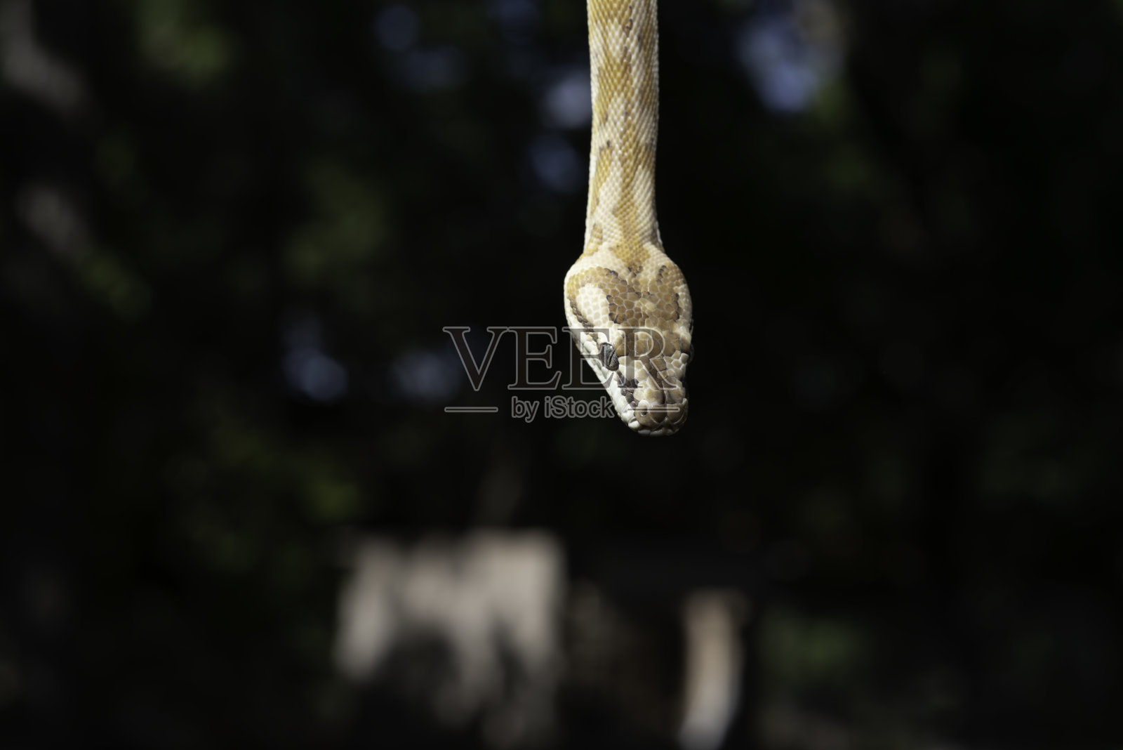 海岸地毯蟒照片摄影图片