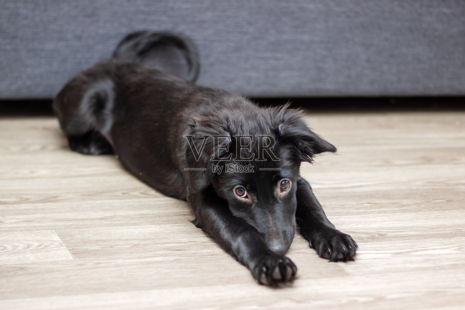 一只黑狗躺在地板上，正直视着镜头。照片摄影图片