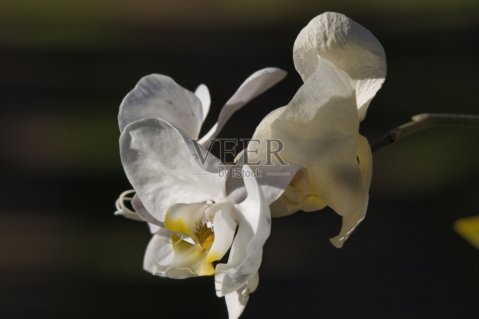 一朵带有黄色和棕色斑点的白色花朵照片摄影图片