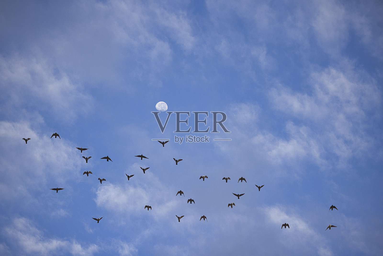 空中飞翔的鸟群与背景中的巨大月亮照片摄影图片