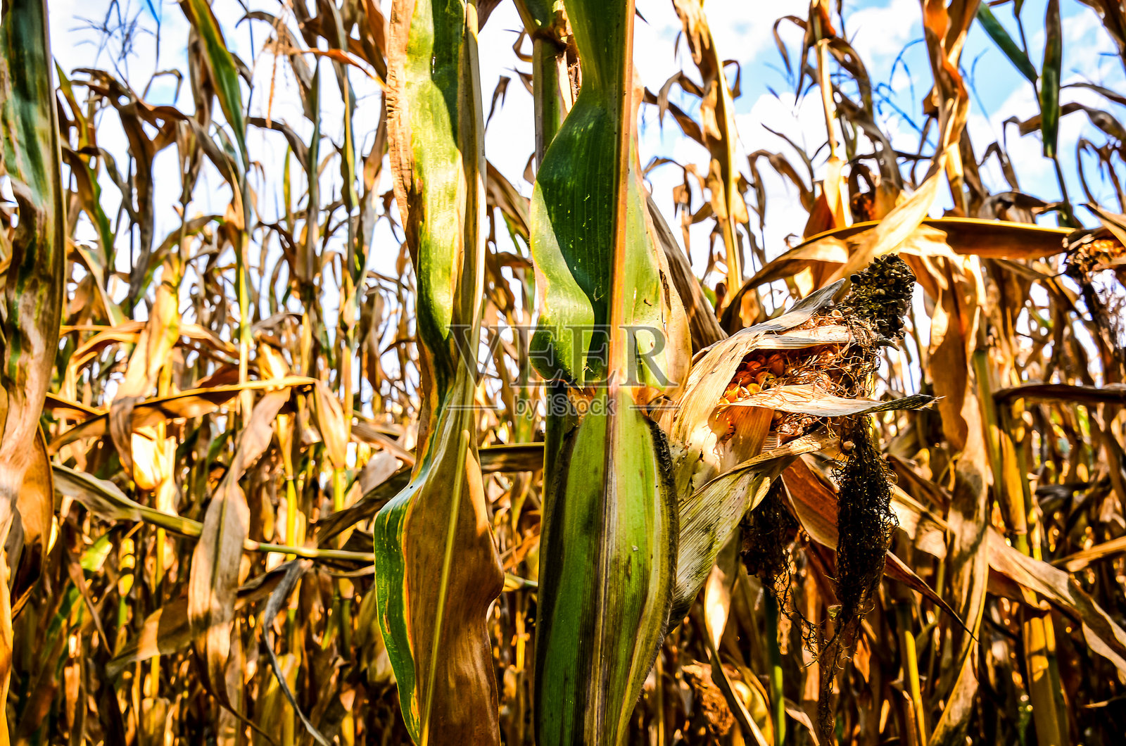 玉米田的特写镜头照片摄影图片