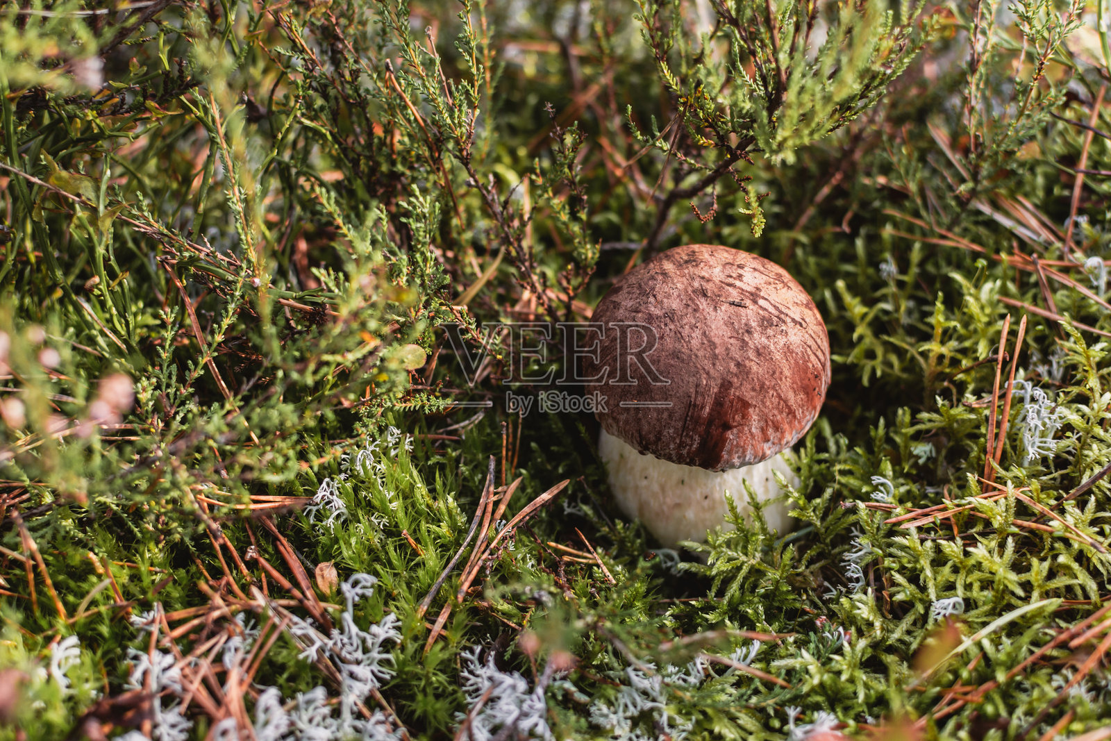 森林中绿色苔藓中生长的单生松乳牛肝菌照片摄影图片