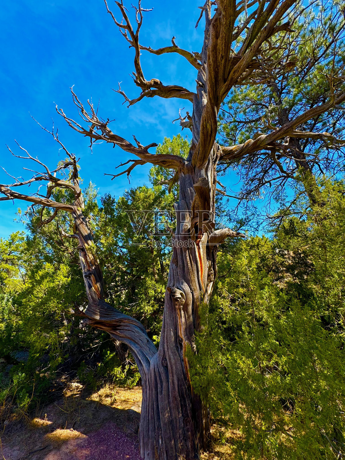 杜松树照片摄影图片