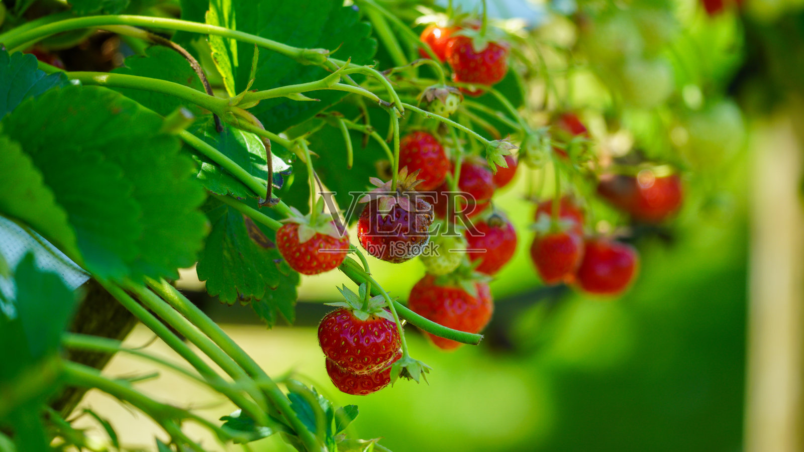 在阳光下采摘自己种植的草莓，等待成熟的时刻。照片摄影图片