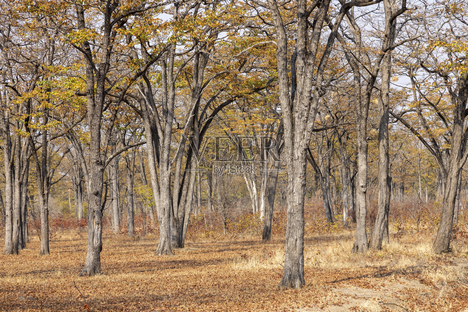 莫潘森林照片摄影图片