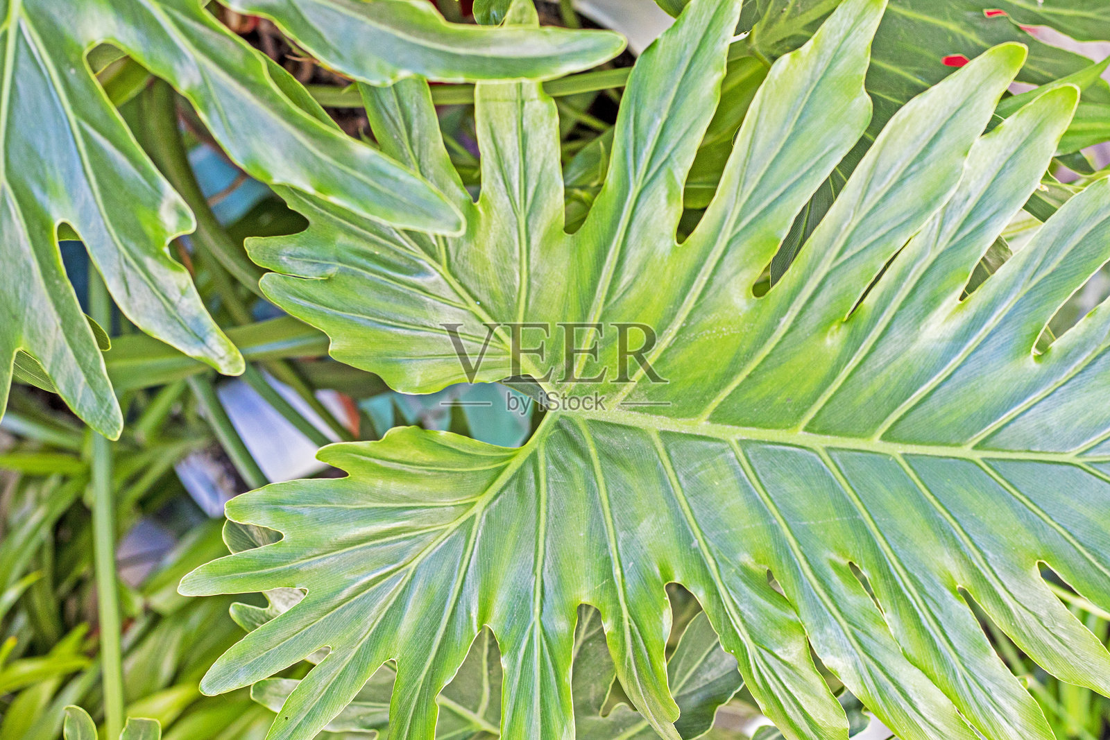 大型绿叶的背景。化妆品与青春。照片摄影图片