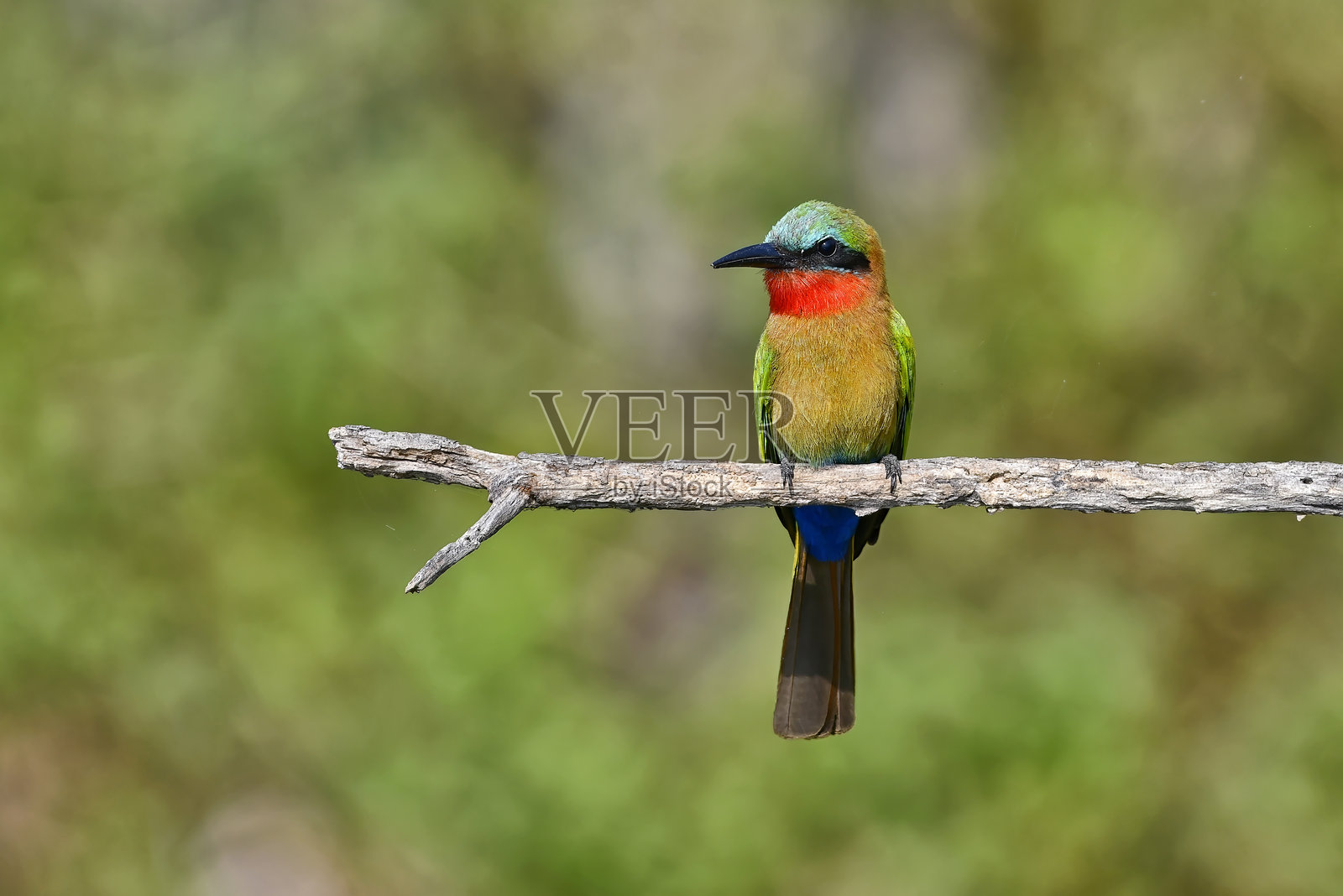 红喉蜂虎栖息在一根枯枝上照片摄影图片