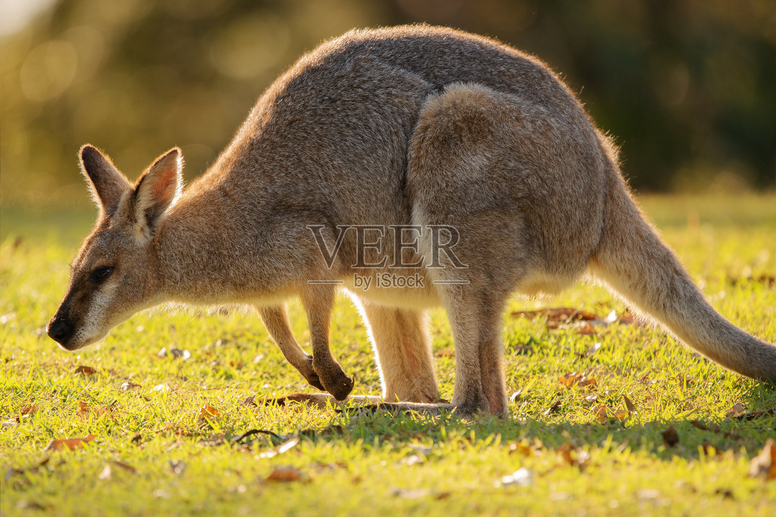 红颈袋鼠照片摄影图片