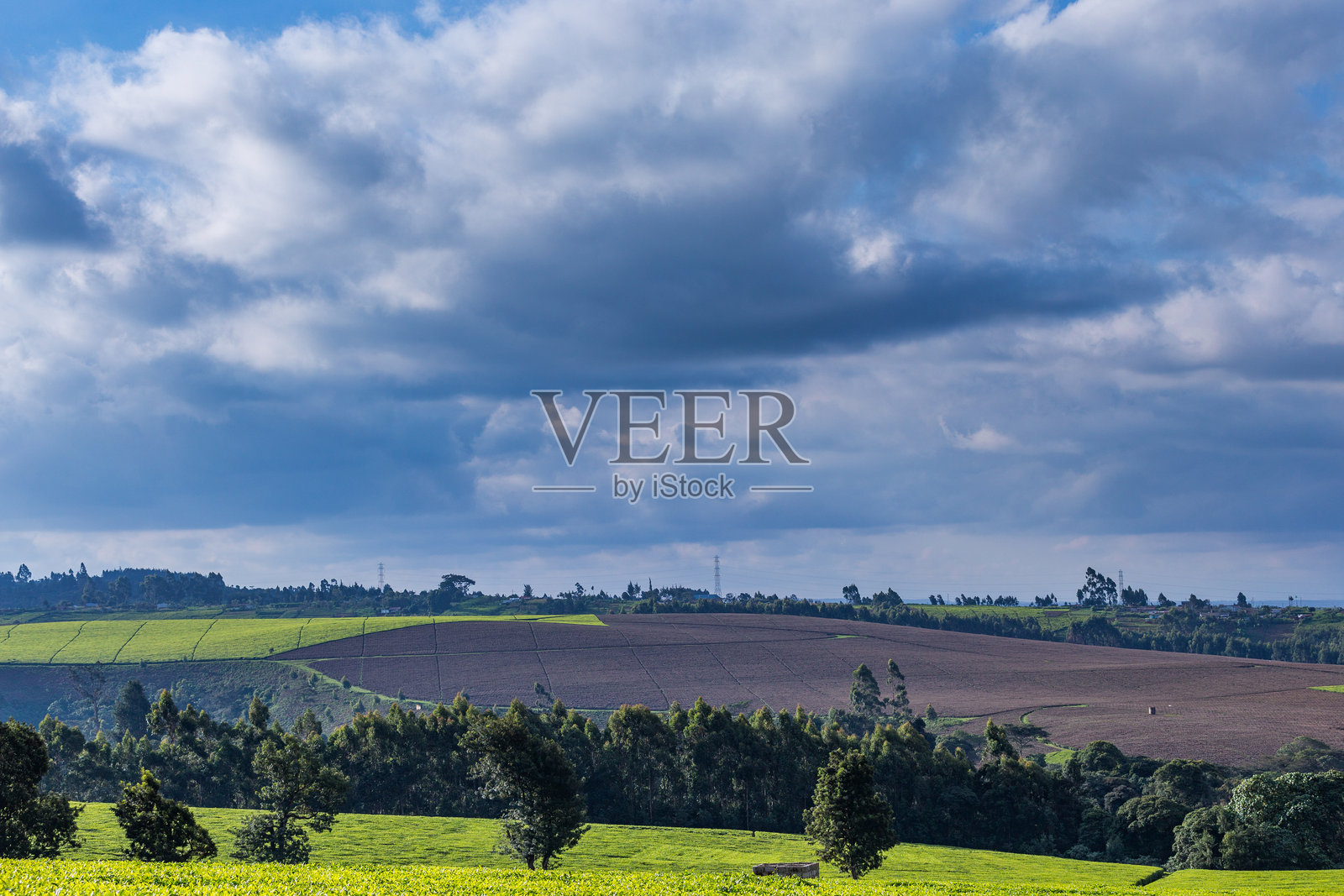 茶叶种植照片摄影图片