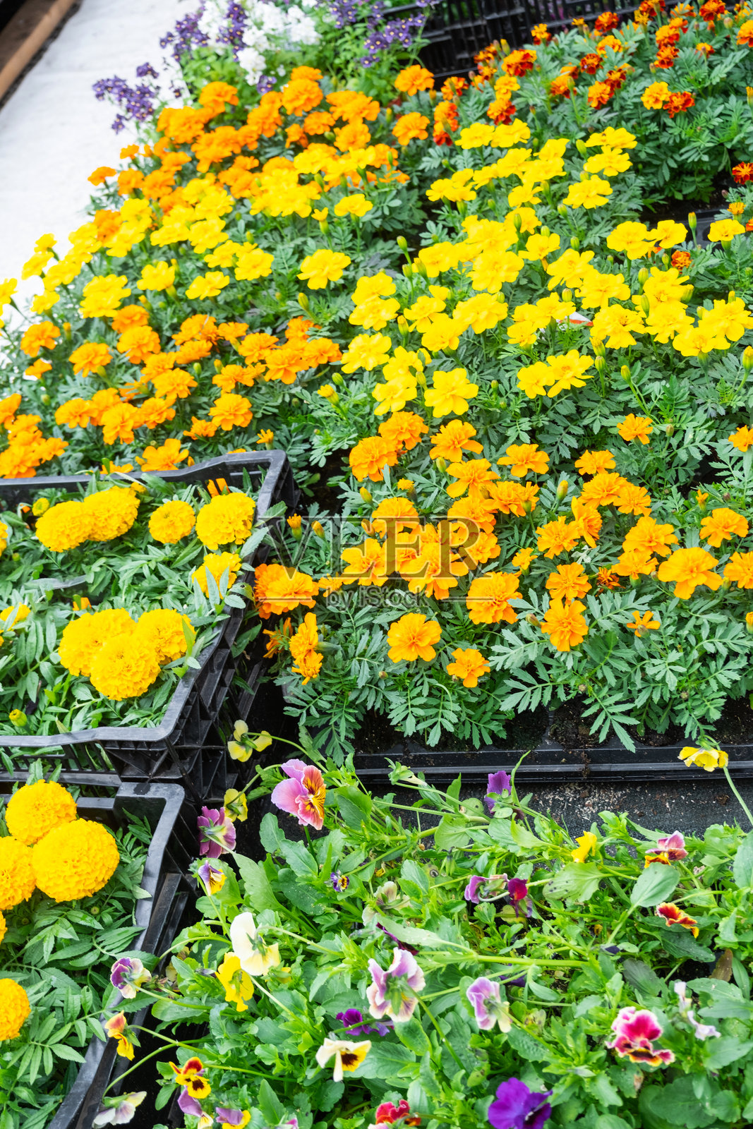 在花店出售的万寿菊幼苗，适合户外夏季花卉景观和阳台、外立面、咖啡馆的装饰。照片摄影图片