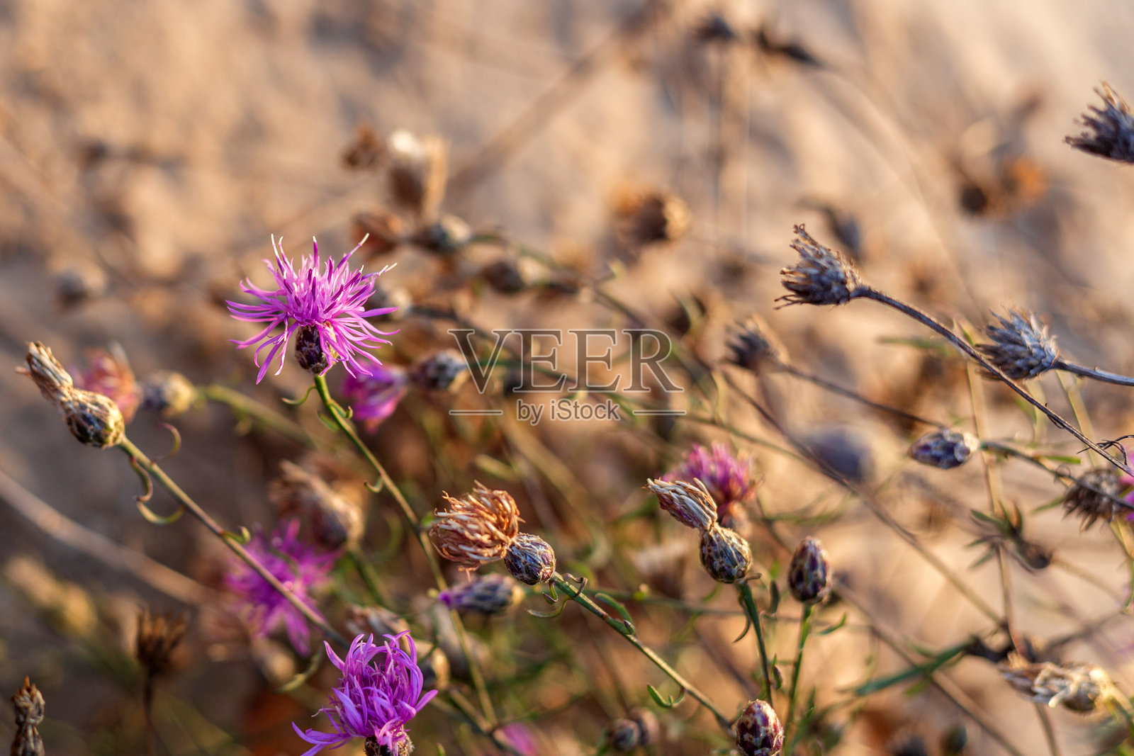 金色花朵：河边的秋季花卉照片摄影图片