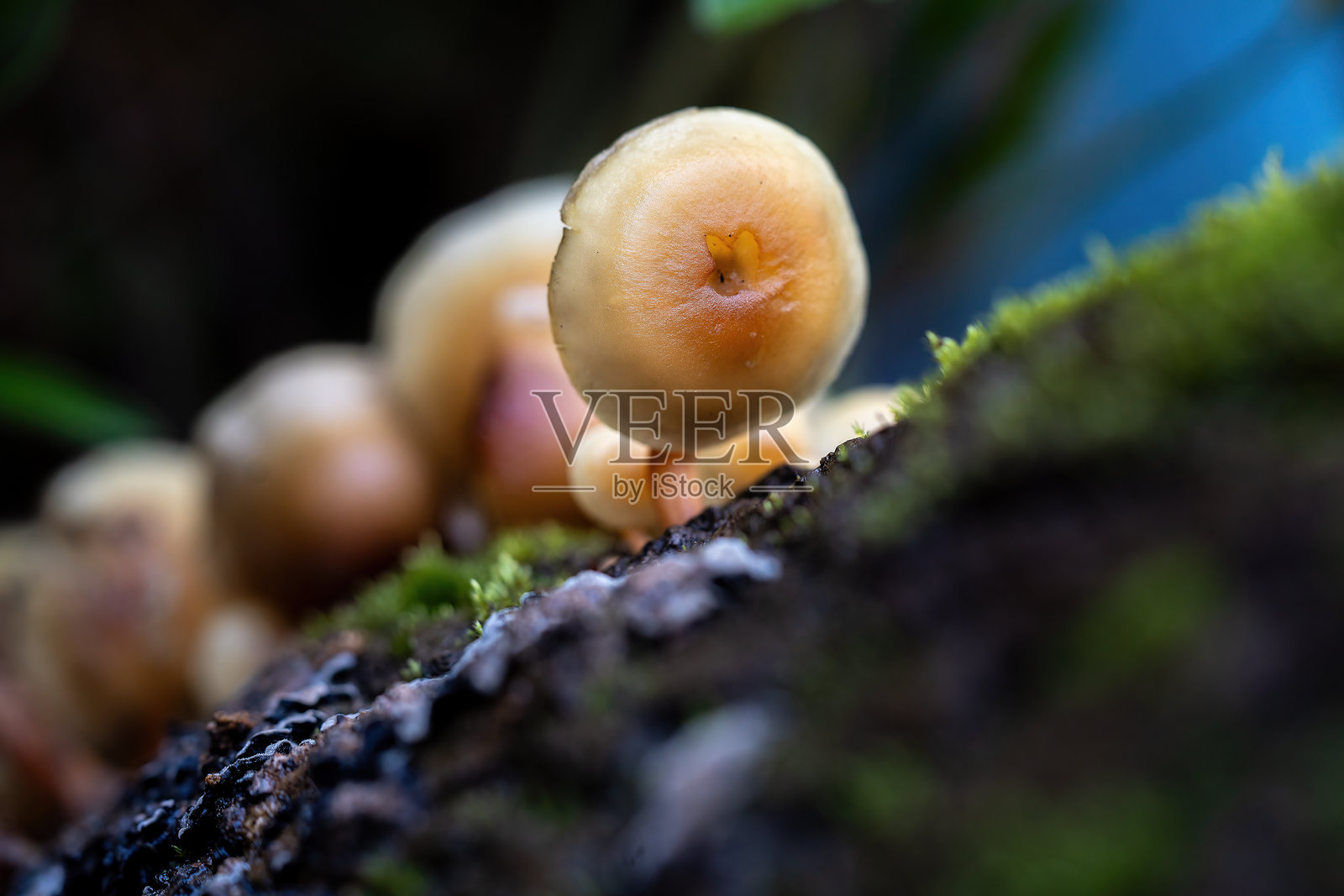 雨林中的蘑菇照片摄影图片