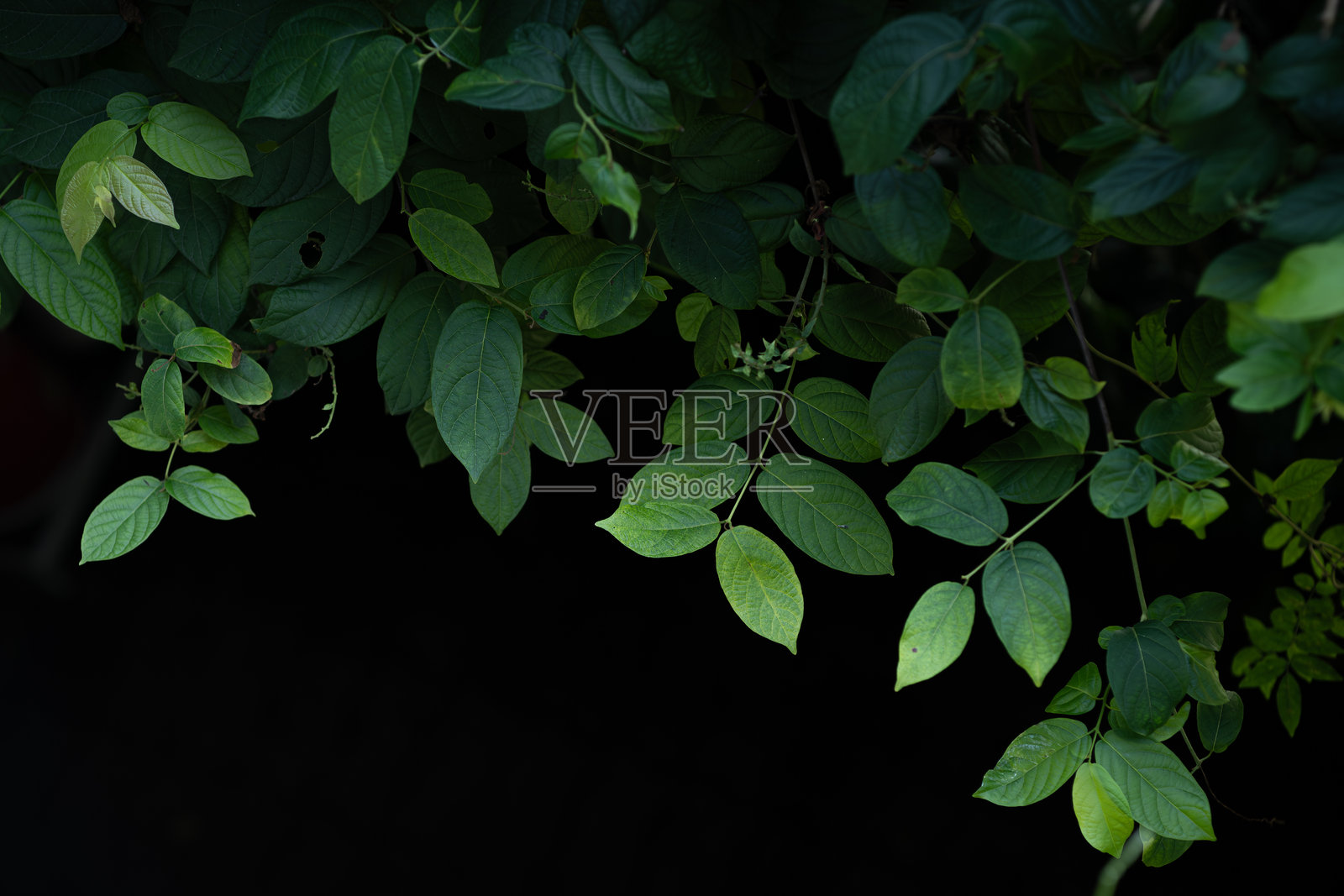 深色背景中的新鲜绿色热带叶子照片摄影图片