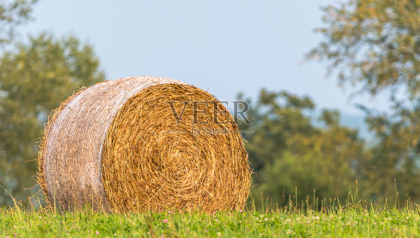 田野中的圆形干草卷照片摄影图片