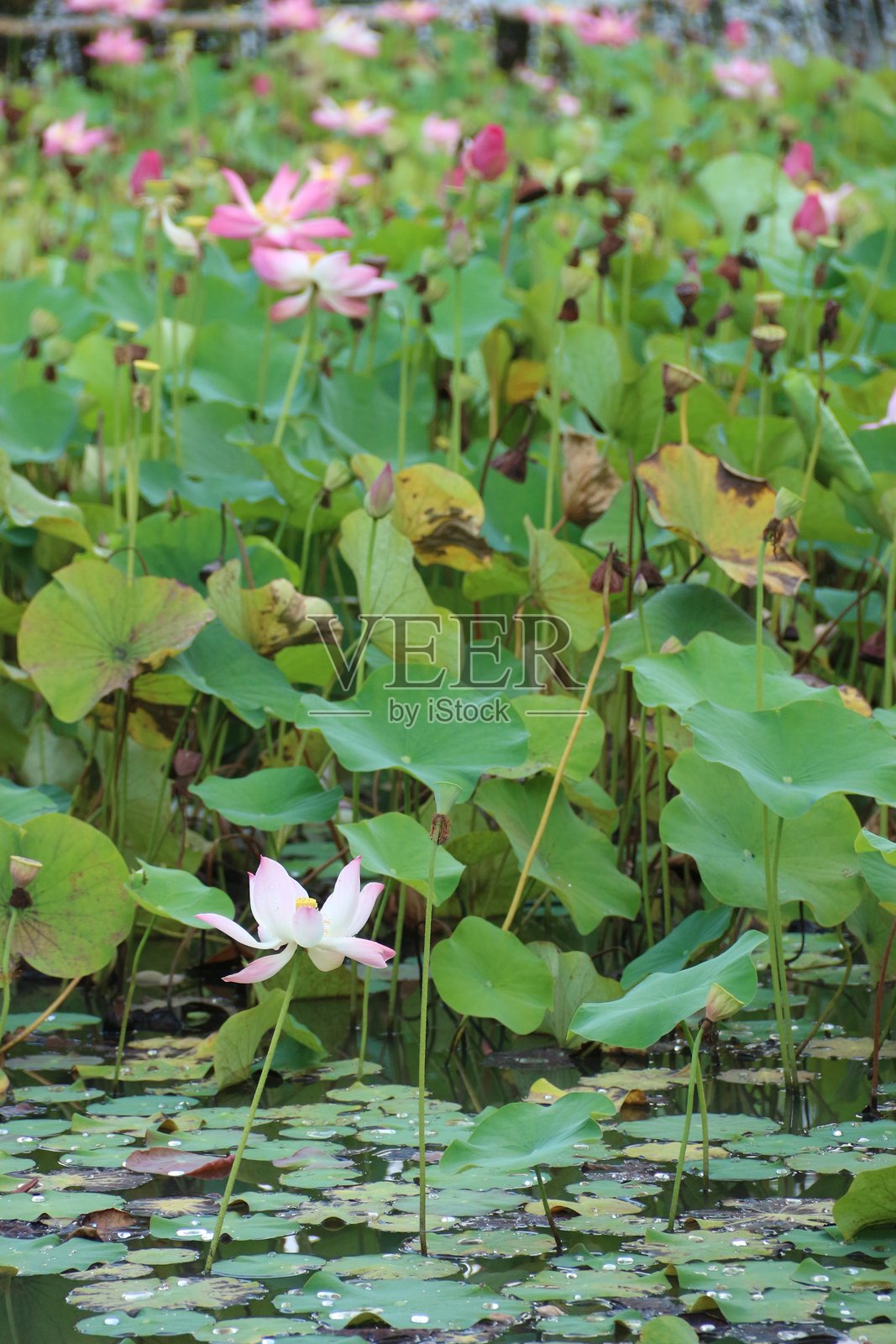 莲花照片摄影图片