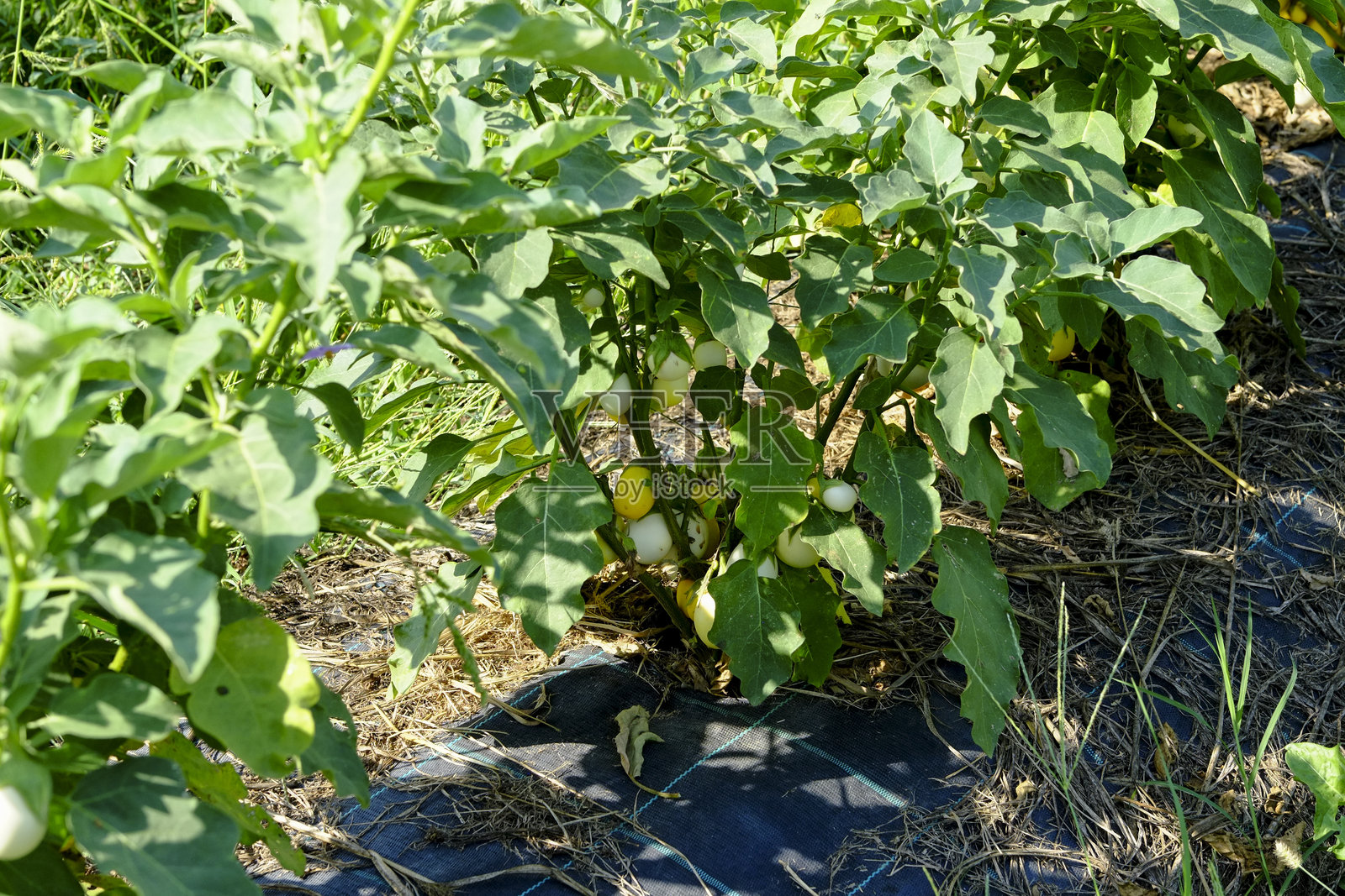农田里生长的白色茄子照片摄影图片
