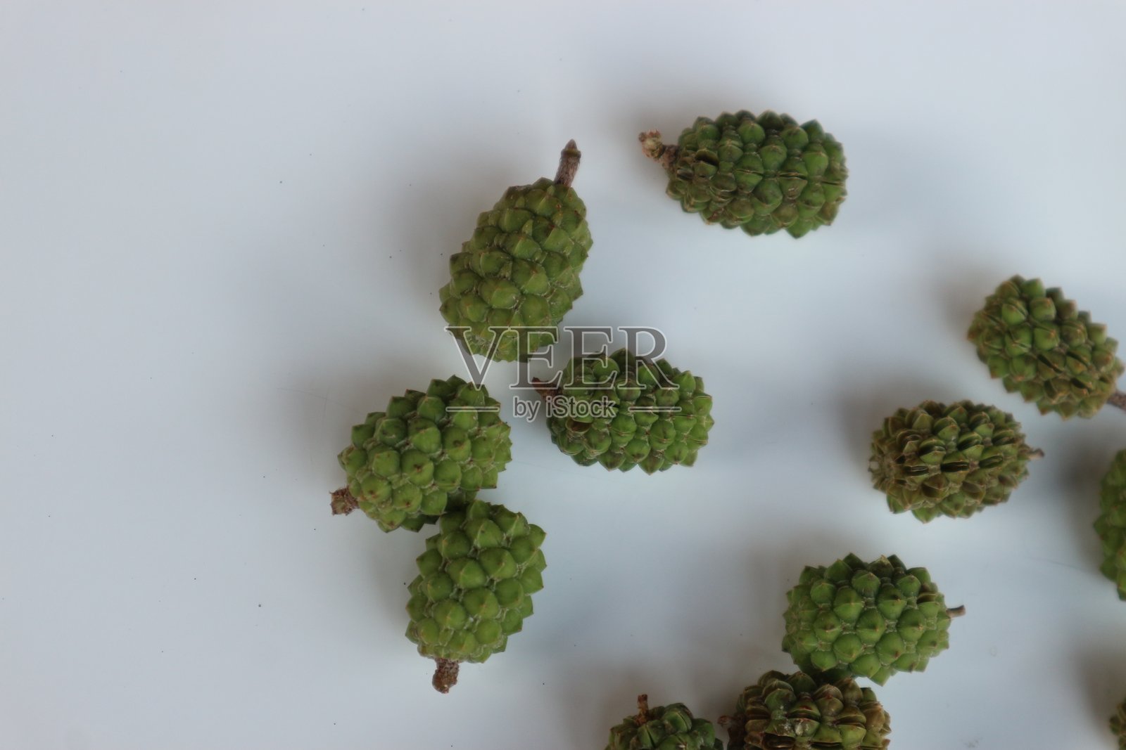 云杉种子照片摄影图片