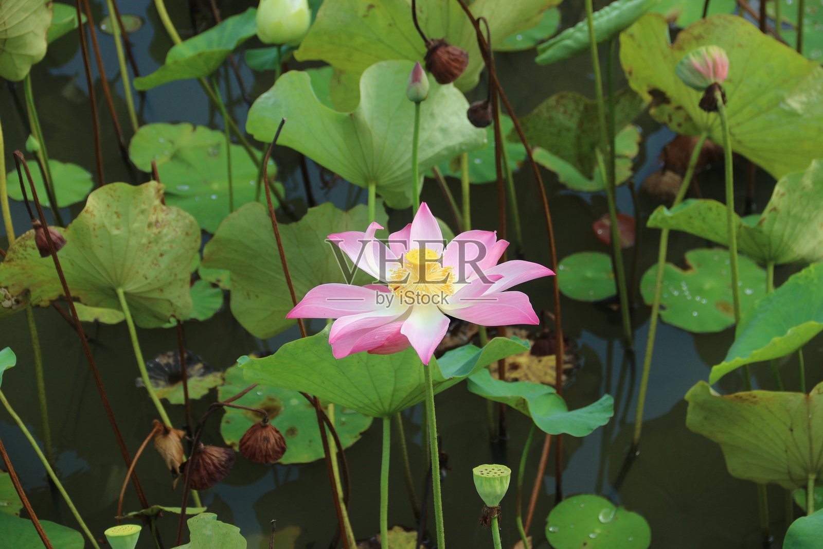 莲花照片摄影图片