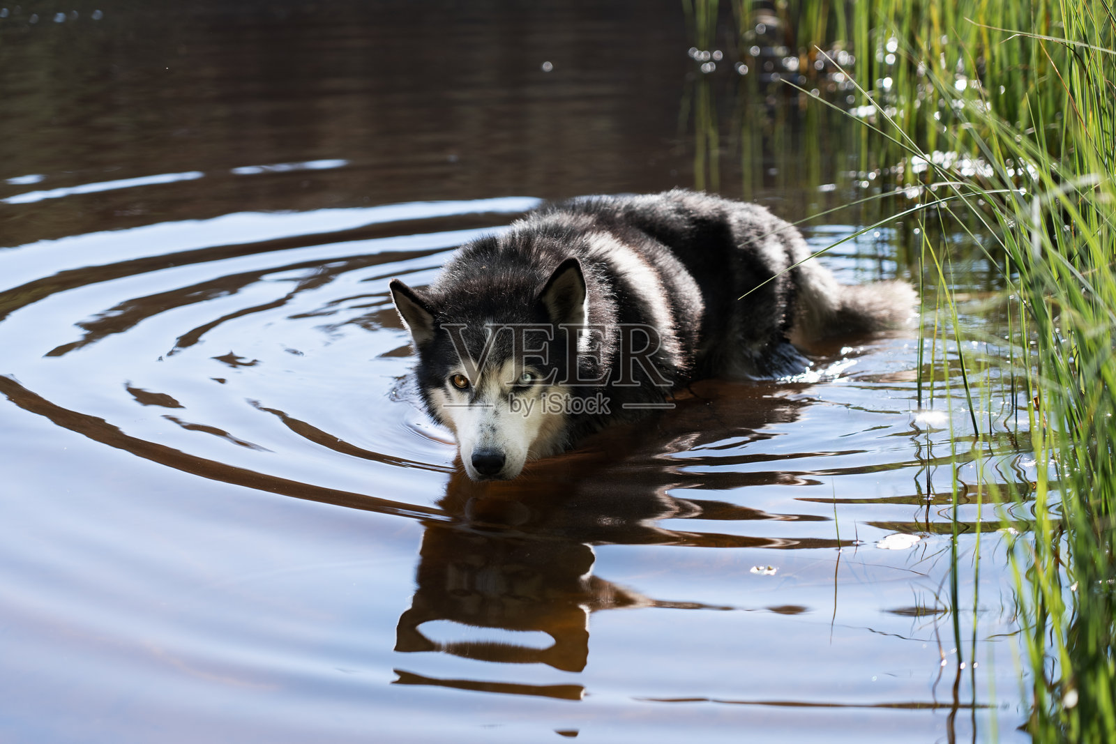 一只哈士奇在夏日的泥炭湖中游泳。照片摄影图片