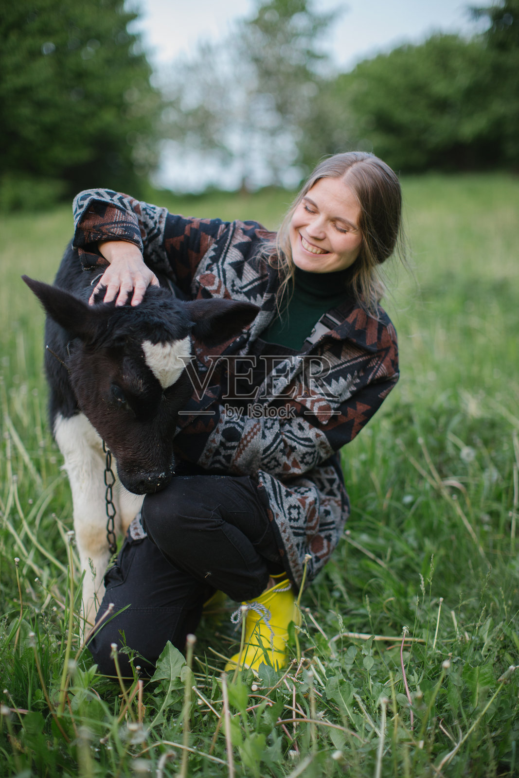 一位农村农场的女工照顾一只小牛犊。动物饲养和农业的概念。照片摄影图片