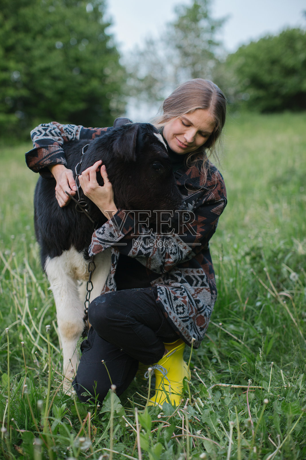 年轻女性农民在乡村的草地上与一头小牛犊。照片摄影图片
