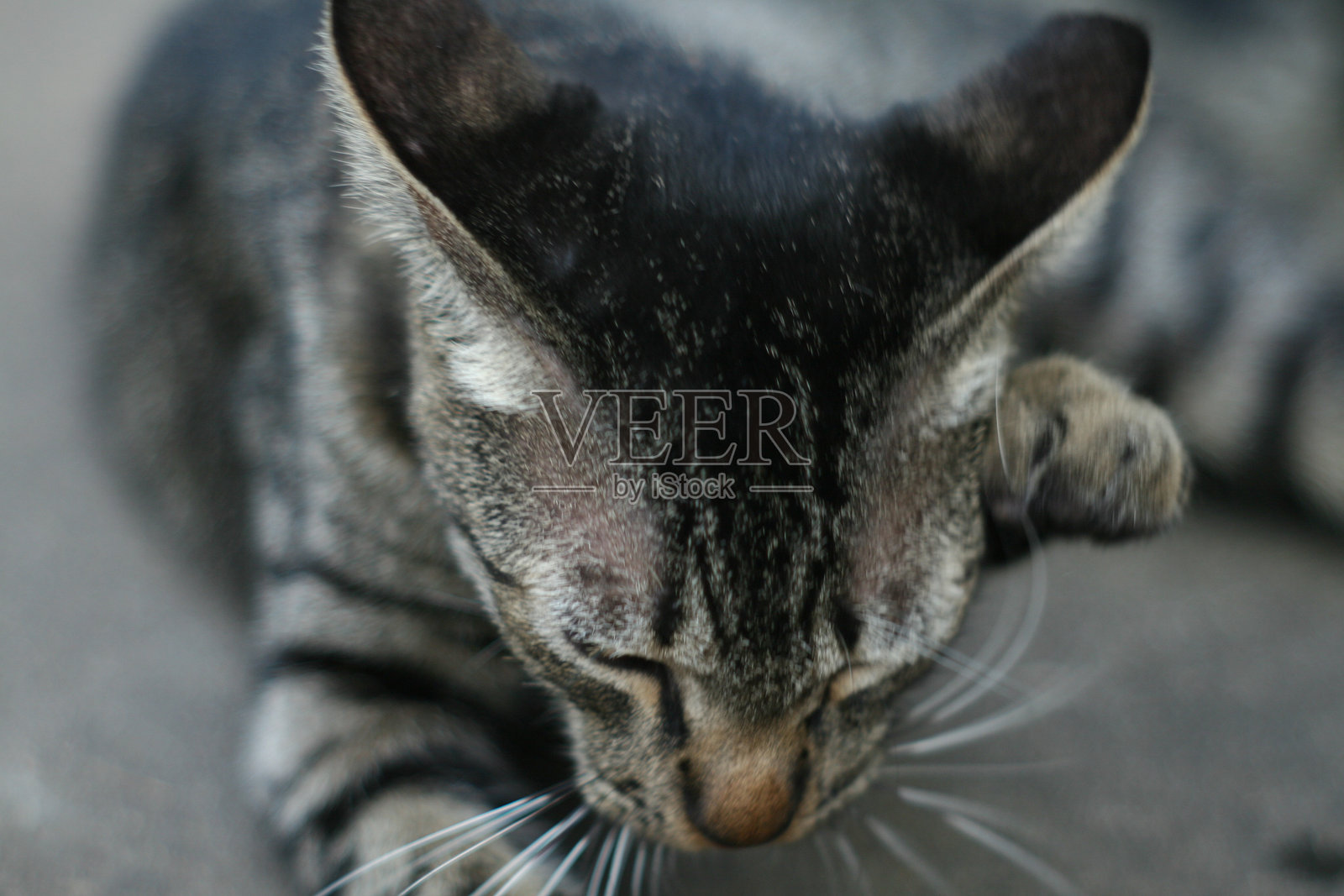 流浪猫照片摄影图片