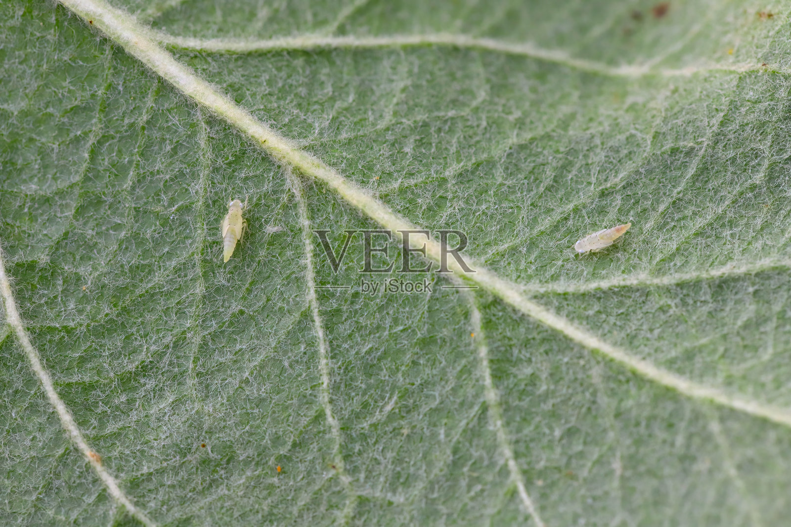 苹果树叶子背面的叶蝉幼虫，属于叶蝉科（Cicadellidae）。这种害虫以植物汁液为食，并传播植物疾病。照片摄影图片