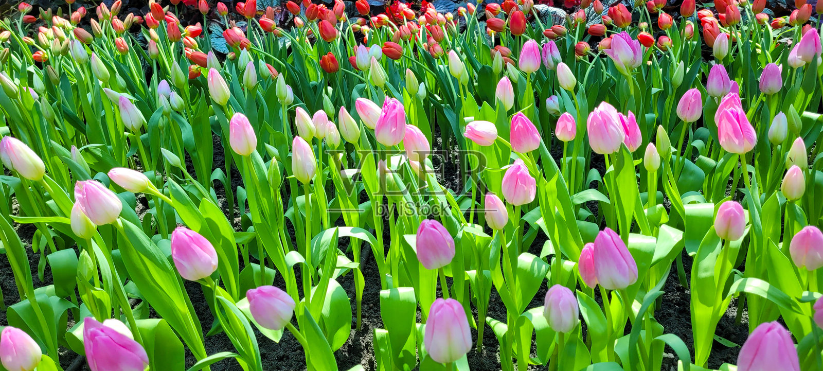 花园里的郁金香照片摄影图片