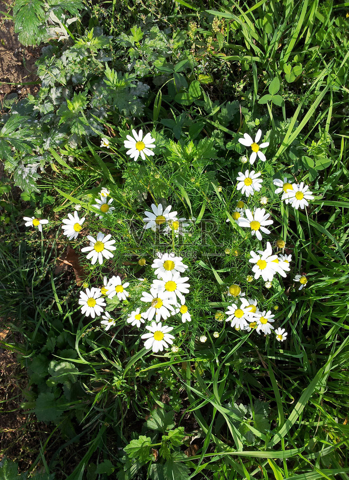 阳光明媚的干燥日子里的洋甘菊照片摄影图片