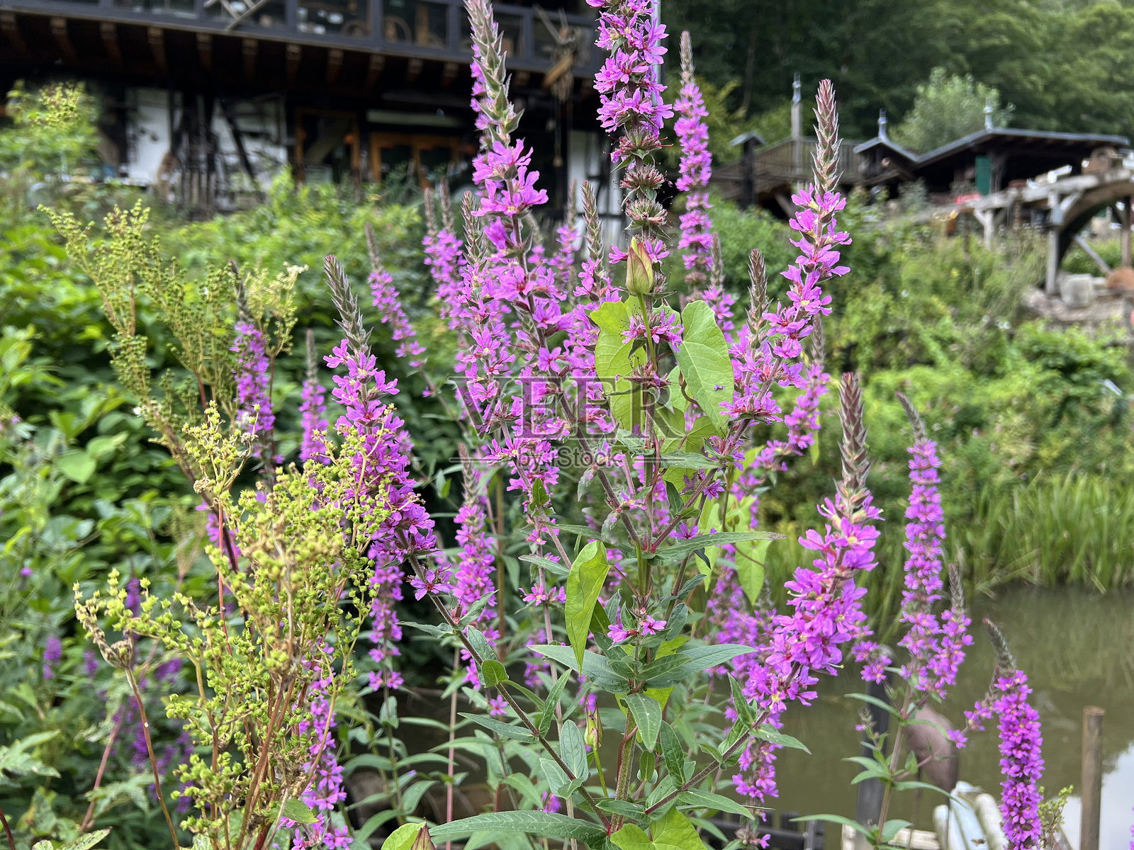 血根草，Lythrum salicaria照片摄影图片