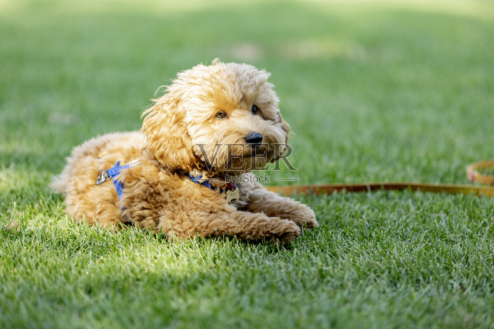 可爱的马尔济斯贵宾犬在绿色草地上照片摄影图片