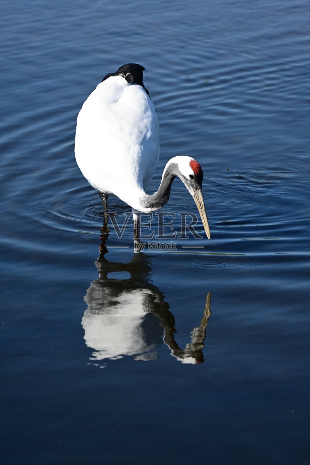 丹顶鹤照片摄影图片