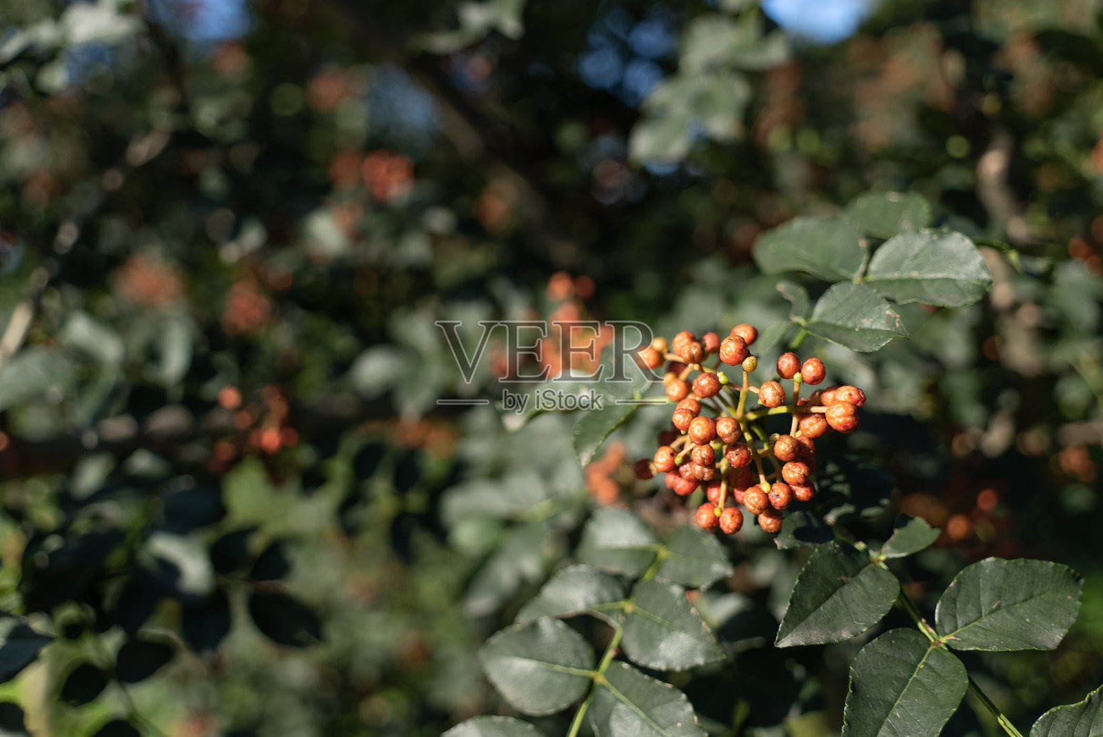 结果的花椒树照片摄影图片