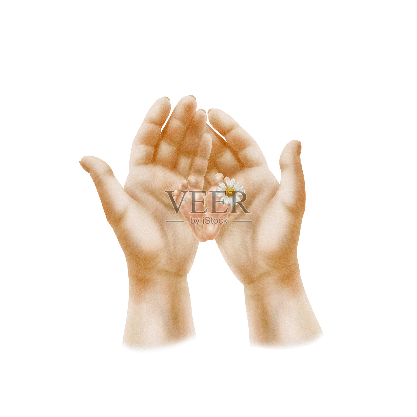 母亲的手温柔地握着新生儿那双微皱的小脚，脚趾间夹着一朵洋甘菊。水彩插图，背景为白色，色调柔和。插画图片素材